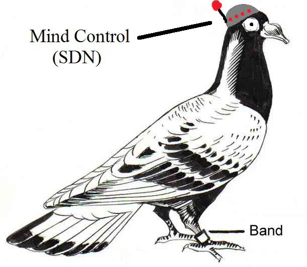 SDN for IPoAC